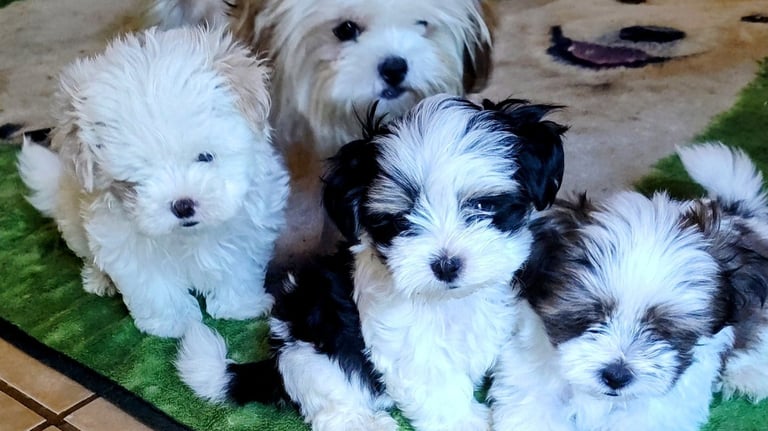 Registered Designer Breed Mal-Shi Pup for sale in Texas