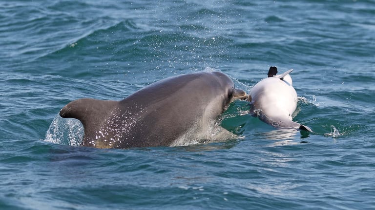Dolphin