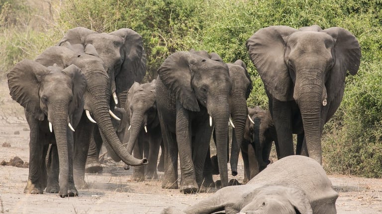 Elephant