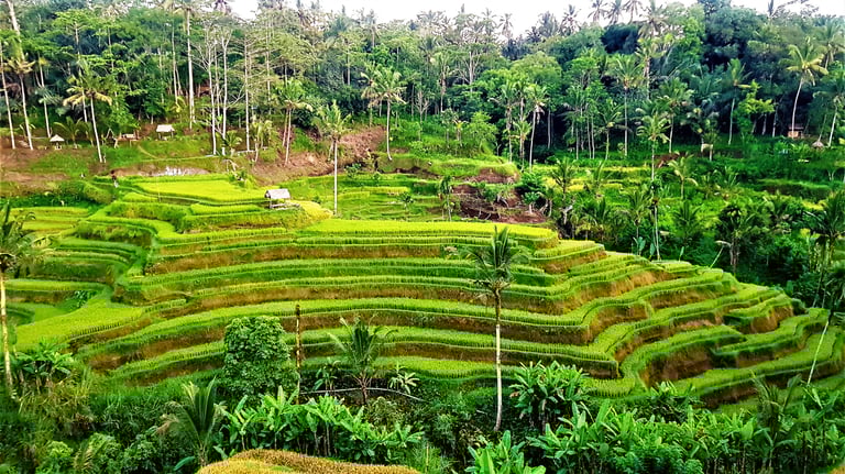 tarasy ryżowe Tegallalang