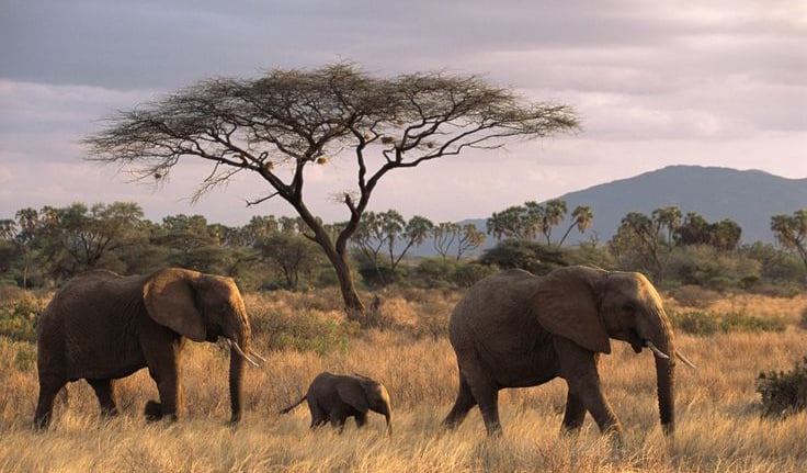 Three elephants walking along a safari trail with trees on the side in Mikumi National Park during a Tanzania wildlife safari