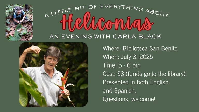Carla Black in her Heliconia garden