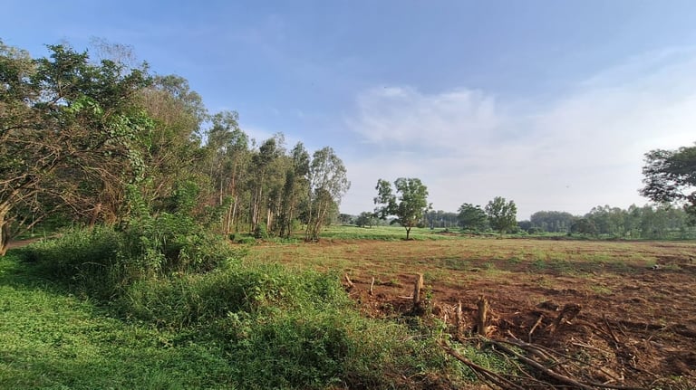 6 Acres Agricultural land for sale near Kaggalipura, off Kanakapura Main Road, Bangalore south