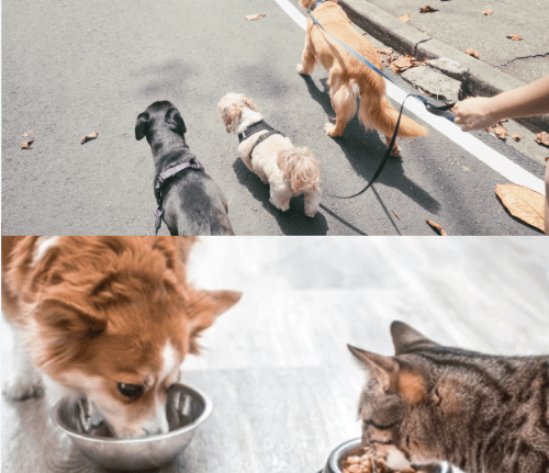 soins et balade d'animaux de compagnie