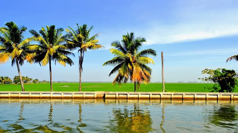 Wide view of lush green paddy fields at Kuttanad in Alleppey, Kerala, known as the Rice Bowl of Kerala.