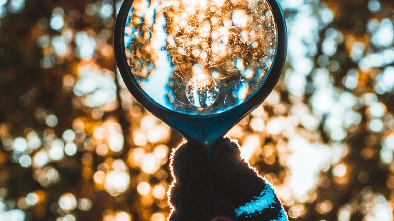 una lente di ingrandimento che ingrandisce chioma di albero