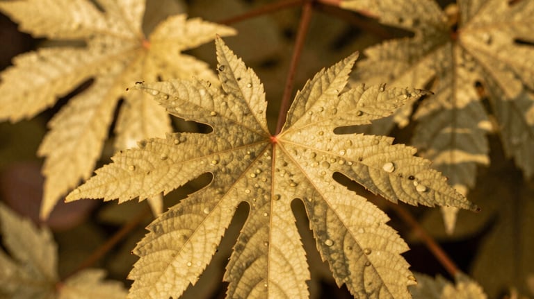 A close-up photograph of native Brazilian bioeconomy flora, warm golden lighting, showcasing pristine natural resource management.