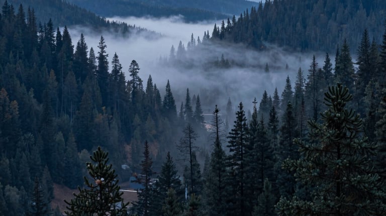 Wide-angle photography of a misty North American valley during the blue hour, fog rolling over pine trees, deep navy and slate blue colors.