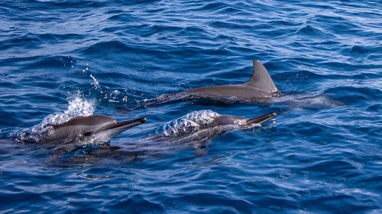 full-day-snorkeling-trip-marsa-alam-red-sea
