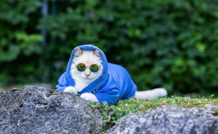 Un gato blanco y elegante, con una sudadera azul con capucha y gafas de sol redondas, posa detrás de unas rocas en un jardín.