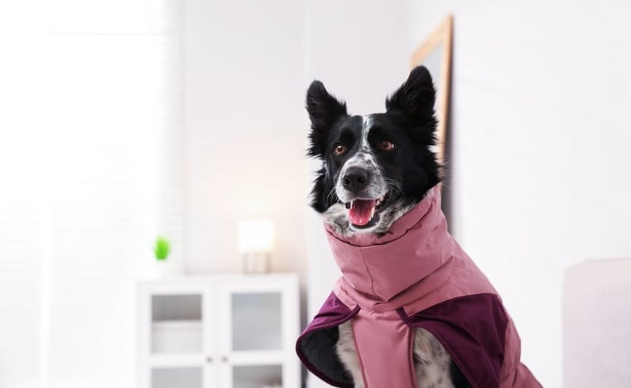  Un Border Collie blanco y negro con un abrigo rosa de invierno para perros dentro de casa.
