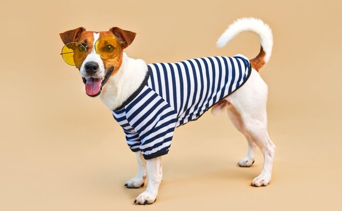 A Jack Russell Terrier wearing a striped shirt and yellow sunglasses against a beige background.
