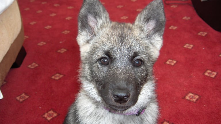 home dog boarding in Wakefield