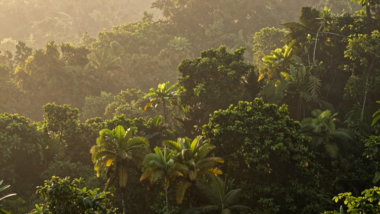 Lush tropical rainforest canopy in Southern Thailand, soft morning mist rising through the dense green foliage, warm diffused light
