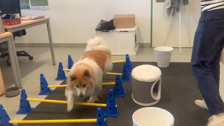 Elo dog jumping and training with cavaletti