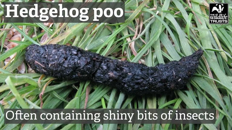 Hedgehog poo