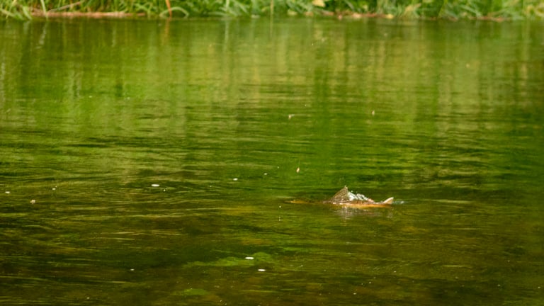 Brown trout Sipping dry flies on the South Holston River.