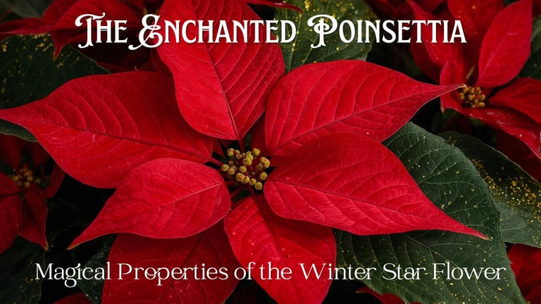 The Enchanted Poinsettia