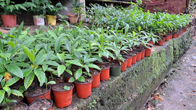 FACRP nursery