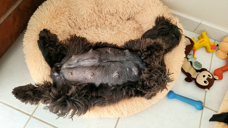 Schnauzer qui va avoir des chiots