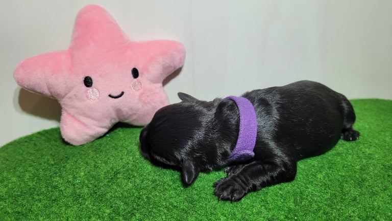 Bébé Schnauzer qui dort