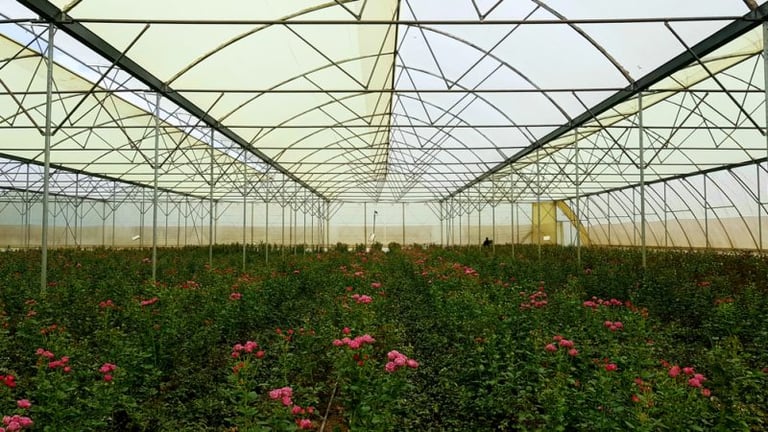 Accord UE-Kenya : les producteurs de roses piqués au vif