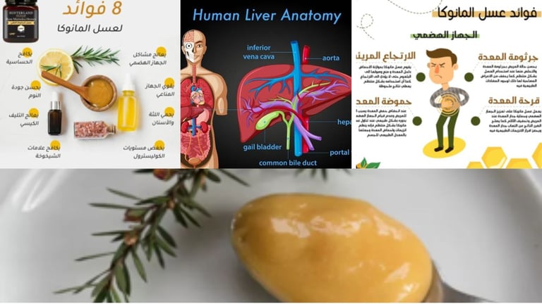 ⚖️ 🦠🌿🛡️هل عسل المانوكا مفيد للكبد الدهني؟🍯