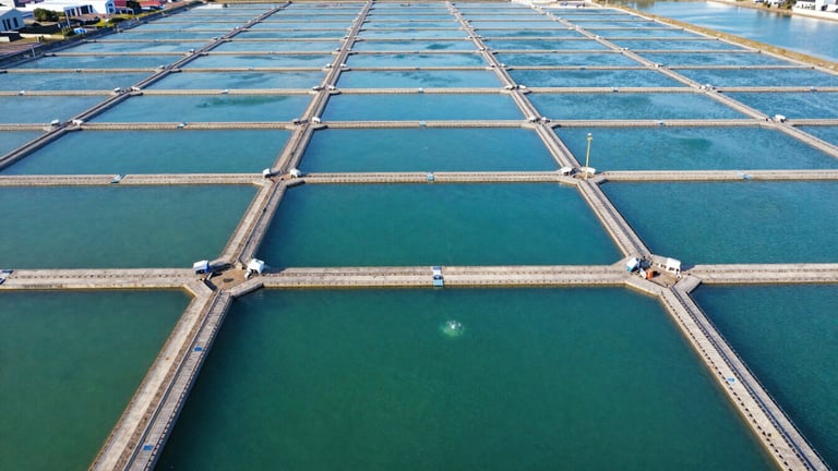 Aerial view of healthy, large-scale commercial aquaculture ponds under bright morning sunlight, clean blue-green water, crisp commercial photography, 50mm lens