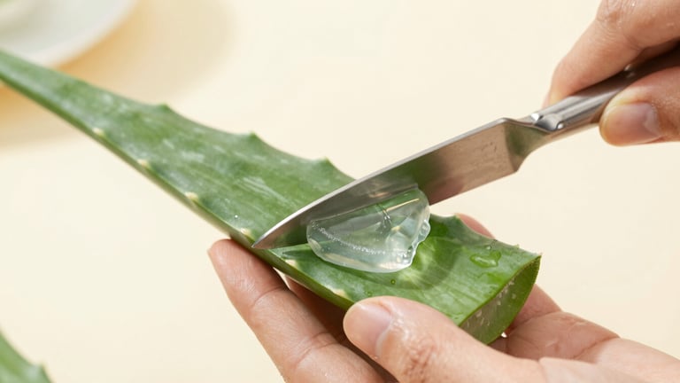 Hands carefully slicing a fresh green aloe vera leaf, revealing the thick, clear, dewy inner gel, soft morning daylight, macro lens