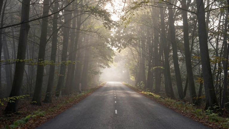 Sunlight filtering through tall misty beech trees in the Compiègne forest, empty winding asphalt road leading into the distance, serene morning light.