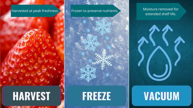 three image panel, showcasing the freeze dried process, harvest, freeze, vacuum