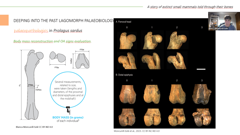 Pesentation of the talk "A story of extinct small mammals told through their bones"
