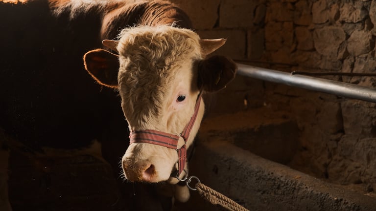 Documentaire Lost Tapes