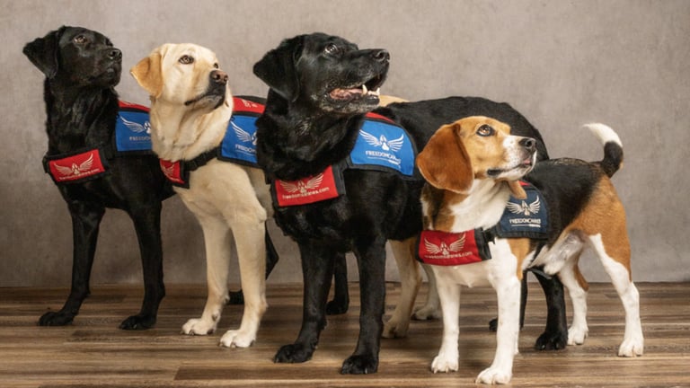 Four service dogs stand and gaze across their shoulder in unison