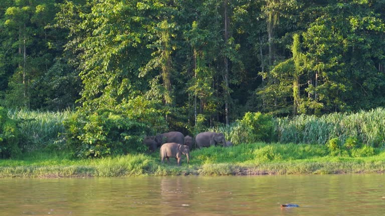 Borneo pygmy elephants on the Kinabatangan River