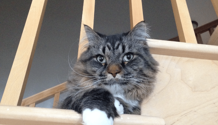 Cat on stairs