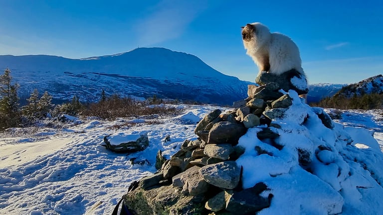 Sjokolademasket Hellig Birma Sofus Armani Gaustatoppen Supreme Premier