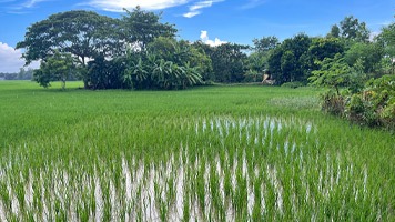 Rice paddy with trees in background.