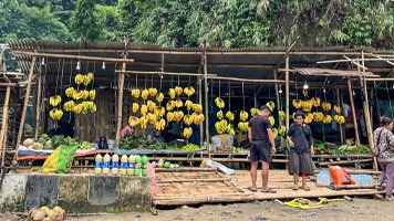 Lots of hand of bananas hanging with more fruit for sale on ground in shed type building.