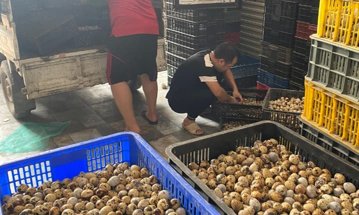 trứng chim cút bóc sẵn Đông Anh, Hà Nội, chim cút thịt, chim câu thịt giá sỉ