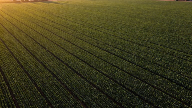 Sweeping high-altitude aerial panoramic view of a lush productive soy field in Brazil at golden hour, deep warm tones, 35mm