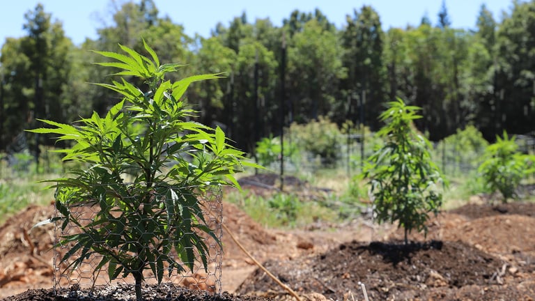 Outdoor Cannabis Growing in Summer