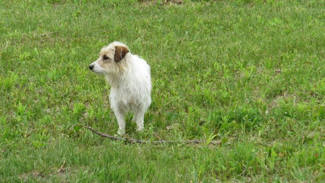 A small white and tan terrier dog standing in a green grassy field at Little Britain Pet Resort