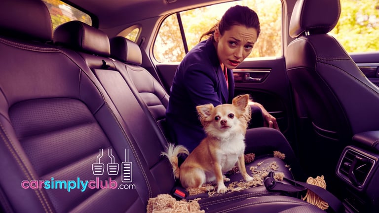 a woman in the back seat with a dog that made a mess in the car