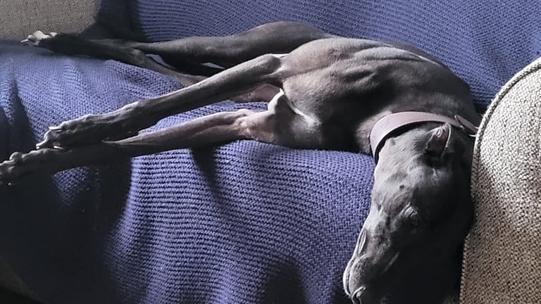 Bronnie lounding around on the sofa.
