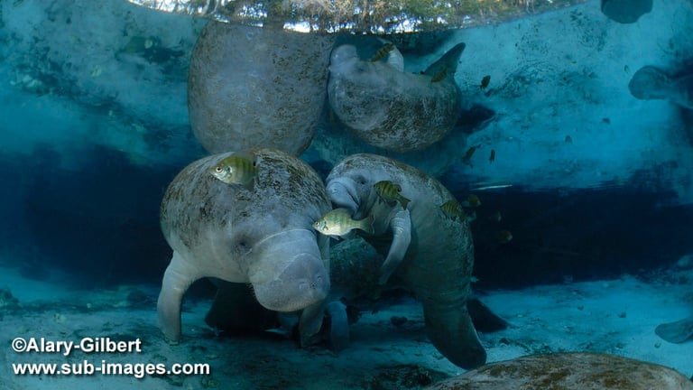 Une mère et son petit près de la surface de Three Sisters Springs, à Crystal River, Floride (© Alary-Gilbert/SUB-IMAGES)
