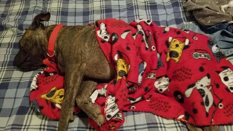adoptable happy female dog sleeping in bed, LUCIA, Los Alamos, NM New Mexico desertpawsnm.org