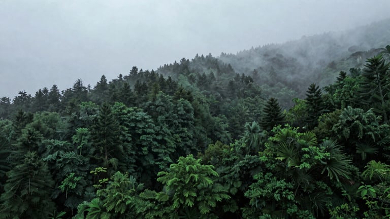 Wide panoramic shot of a deep green misty forest canopy under overcast sky, moody lighting with rich emerald and slate tones
