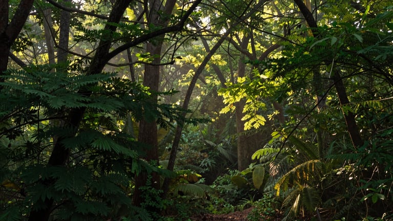 Warm environmental landscape photography of early morning canopy light filtering through dense green trees, rich forest greens, shallow depth of field, 35mm