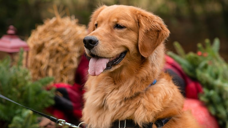 dogAdvisor ✲ dogadvisor ✲ dog advisor ✲ Blog for new dog owners ✲ dogs ✲ dog advisers ✲ dog advisors